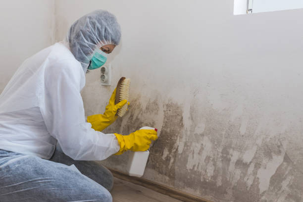 Best Attic Mold Removal  in Centreville, AL