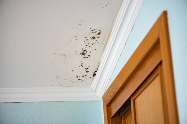 Best Crawl Space Mold Removal  in Centreville, AL