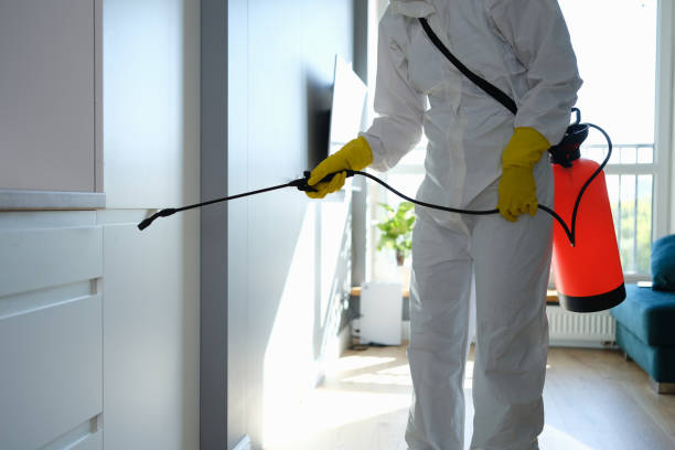 Mold Removal Process in Centreville, AL