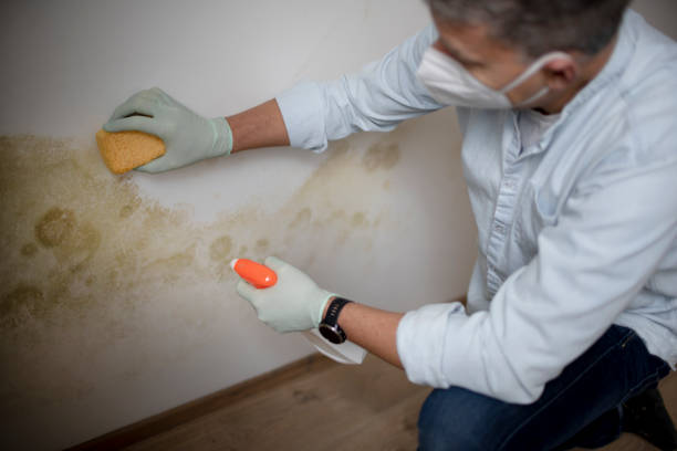 Best Home Mold Removal  in Centreville, AL
