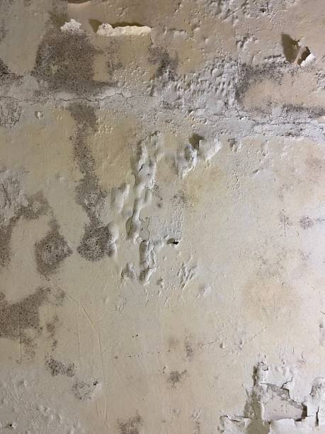 Best Mold Damage Repair  in Centreville, AL