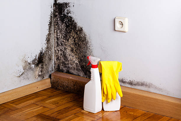 Best Mold Inspection  in Centreville, AL