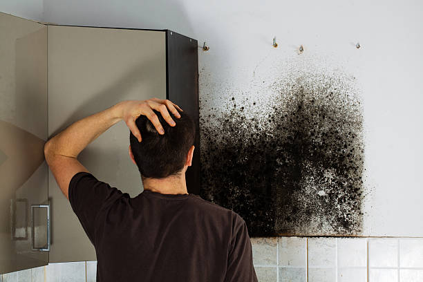 Best Commercial Mold Removal  in Centreville, AL